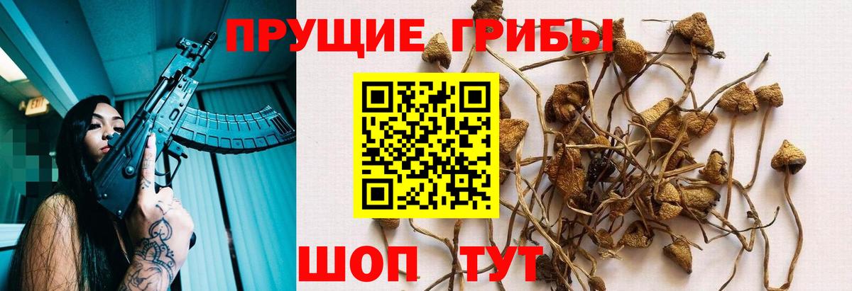 сколько стоит  Вход с VPN  Галлюциногенные грибы мицелий  Зеленодольск  Галлюциногенные грибы Psilocybine cubensis 
